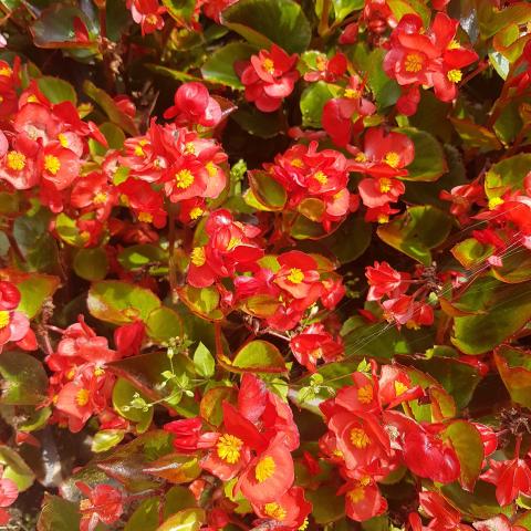 'SunPatiens® Red Colours'