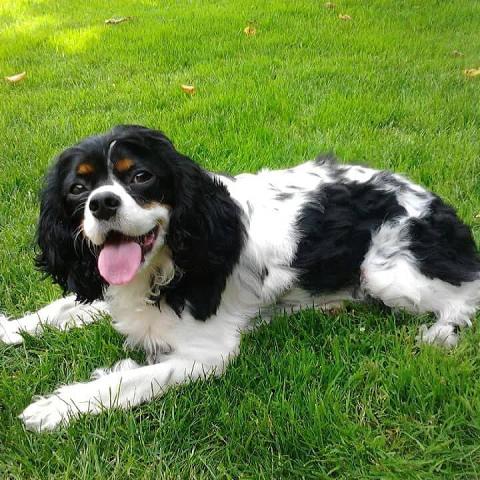 Portrait of Cavalier King Charles Spaniel 