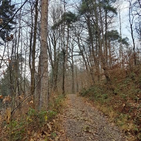 Forest way with dry trees in autumn season