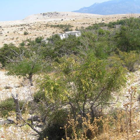 Goli Otok was known as "Croatian Alcatraz"