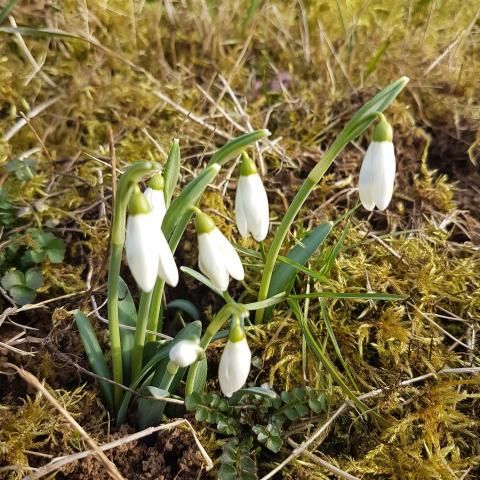 A double snowdrop, Galanthus nivalis f. pleniflorus 'Flore Pleno' - Free Wallpaper