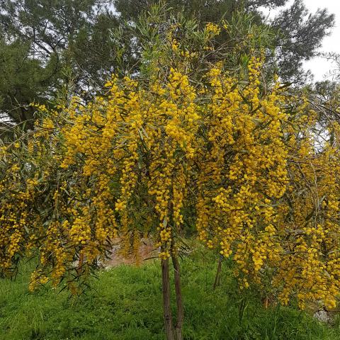 Acacia Dealbata Mimosa, free photo