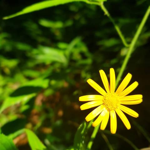 Arnica montana - Free Pictures Download  