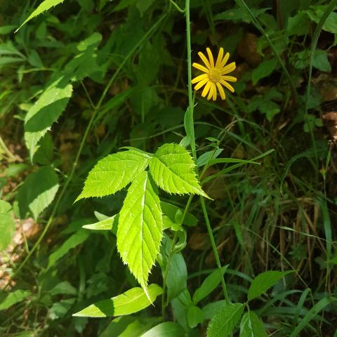 Arnica montana