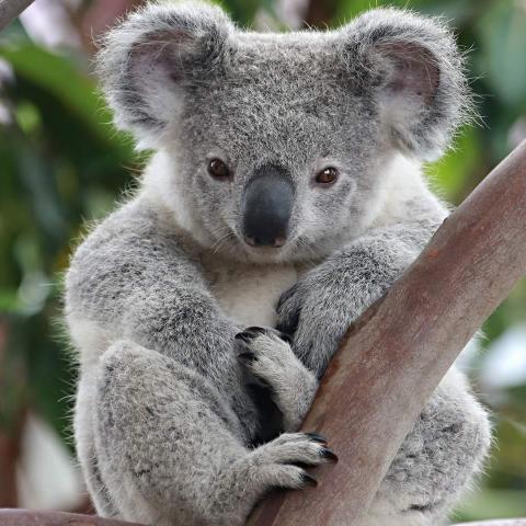 Australian animals: the koala