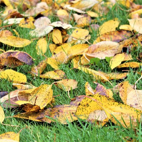 What hormone causes leaves to fall?