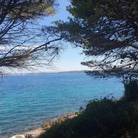 Beach and Pine trees