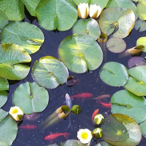 Beautiful fish in the pond