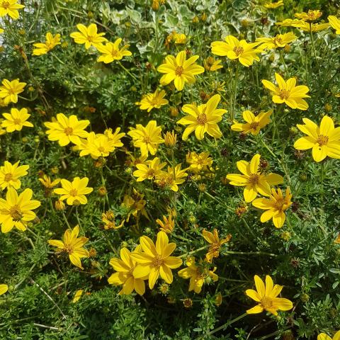 Bed of small yellow daisies