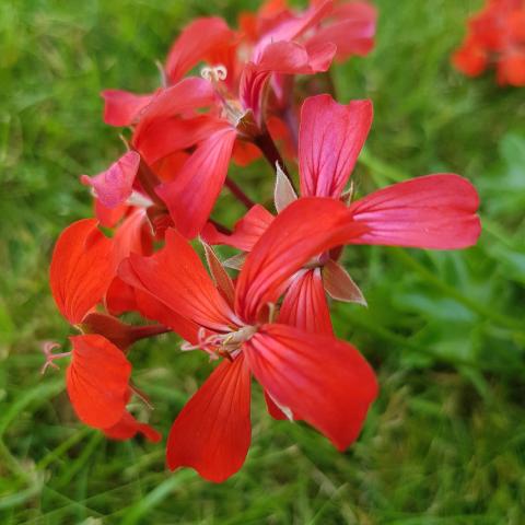 Ivy Geranium (Pelargonium Peltatum) - 