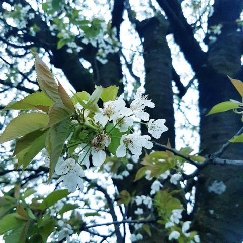 Cherry Blossom