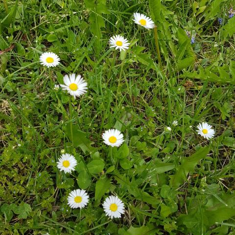 common daisy flowers on grass field - Free pictures