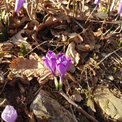 Crocus vernus (Spring Crocus, Giant Crocus) is a species in Family Iridaceae, native to the Alps, the Pyrenees, and the Balkans. 
