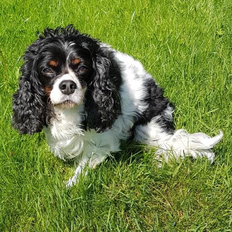  Cute Cavalier King Charles Spaniel Puppy 