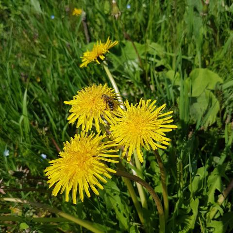 Dandelion flower