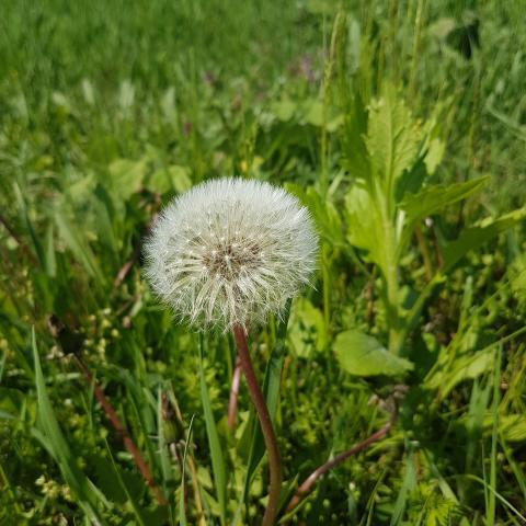 Dandelion ripe fruits