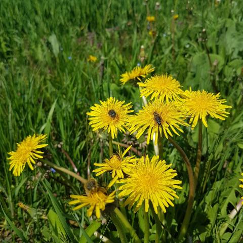  Are dandelion flowers poisonous?