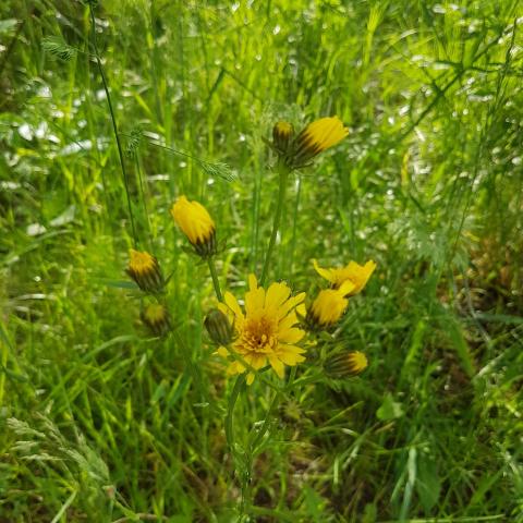  Dandelion - From root to flower, dandelion are highly nutritious plants, loaded with vitamins, minerals and fiber.