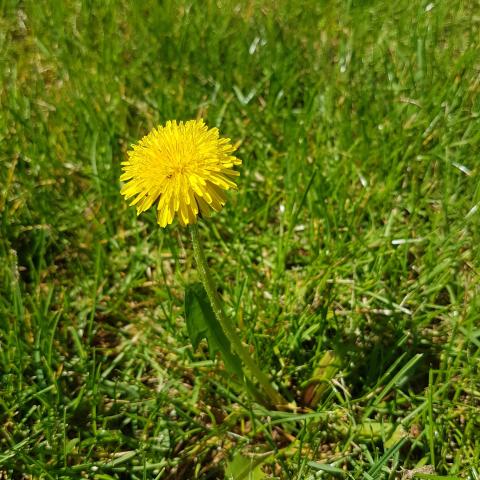 Dandelion, medicine plant with yellow flowers