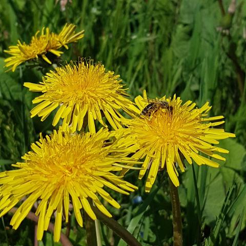 Can you dry dandelion leaves for tea?