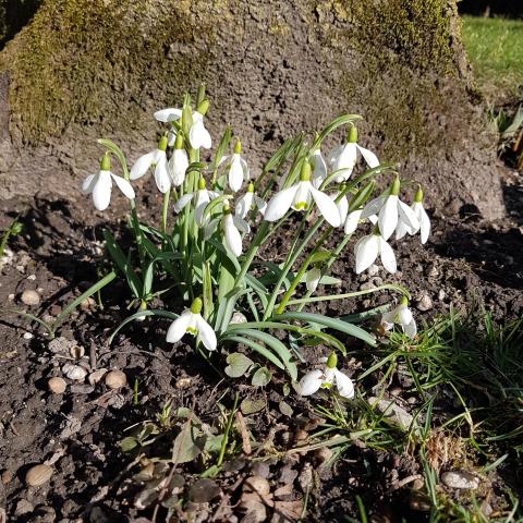 Double Snowdrop Galanthus nivalis f. pleniflorus 'Flore Pleno'