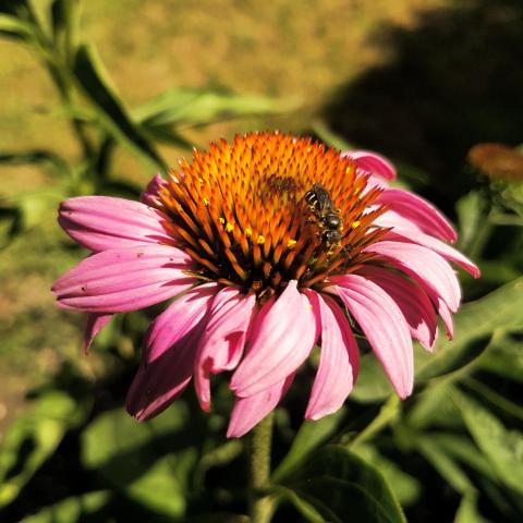 Echinacea