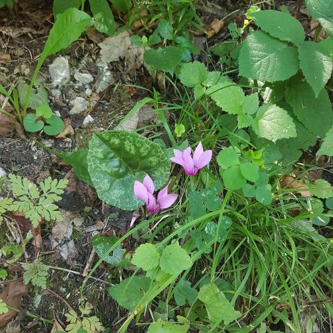 Flowers of cyclamen in nature