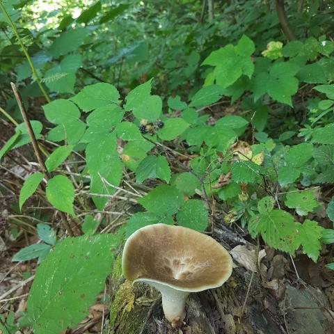 Forest mushroom pictures