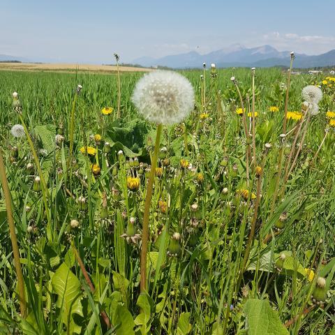 Is dandelion a flower Yes or no?