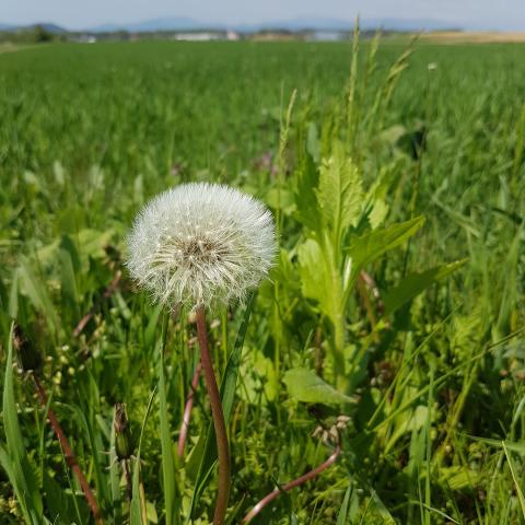  Is dandelion a flower or fruit?