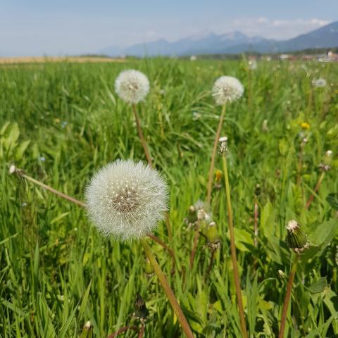 Free photo: Dandelion ripe fruits