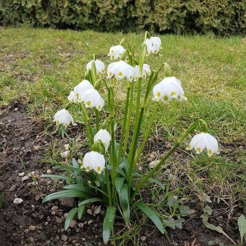 Bolly Bulbs - Single Snowdrops - Free Download