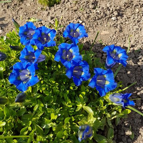 Gentiana asclepiadea - Free Photos and Images