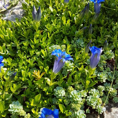 Blue willow gentian, (Gentiana asclepiadea) - Download free images 