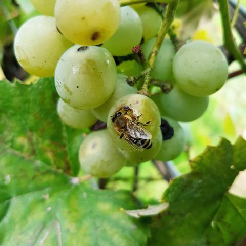  A Wasp Eating Grape