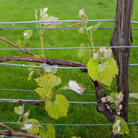 Grapes on the vine 