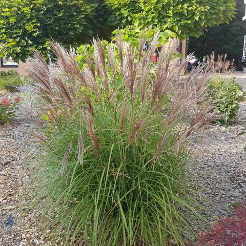 Grass, Miscanthus sinensis ‘Gracillimus’ Liners (Eulalia grass)