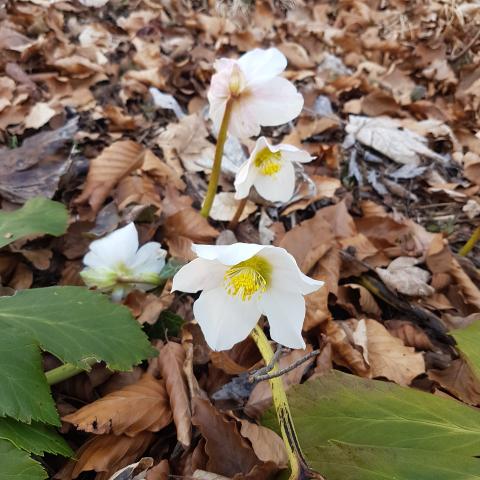 Helleborus niger (Christmas rose) - Free photos