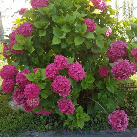 Hydrangea Sibilla - Large Pink Mophead Hydrangea