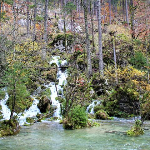 A stream in the forest