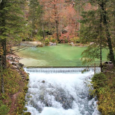 The source of the river in the forest