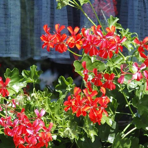 Pelargonium peltatum