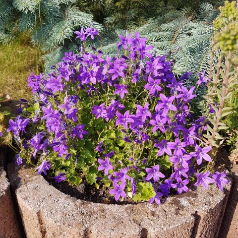 Annual Lobelia Plant