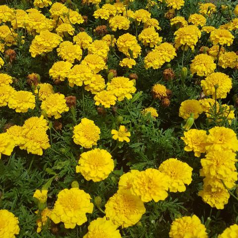 Marigold yellow flower blooming