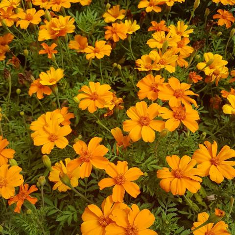 Mexican marigold (Tagetes erecta)