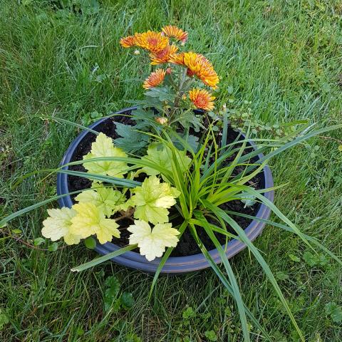 Natural Ikebana Flower Arrangement