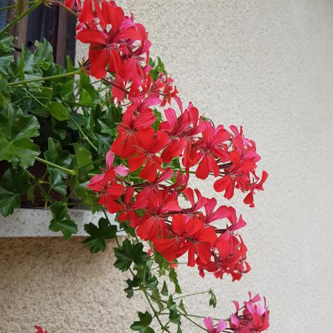 Pelargonium Peltatum (Ivy geranium)