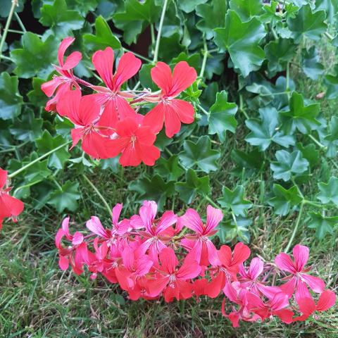 Pelargonium Peltatum - free photos