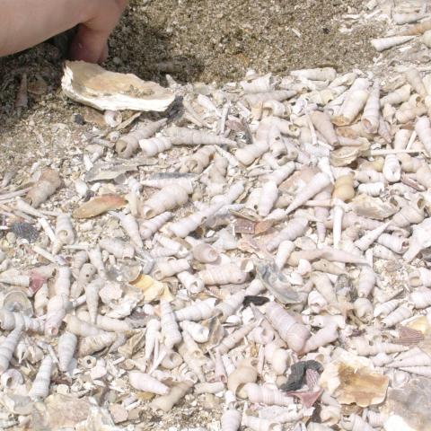 Cemetery shells Ankaran