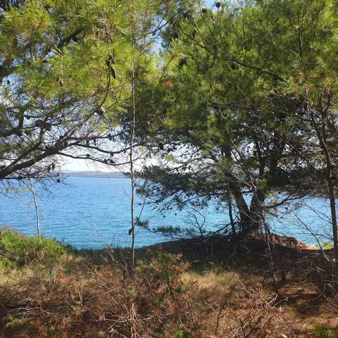 Pine trees above sea